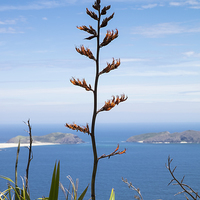Buy canvas prints of  Phormium tenax flax, New Zealand by Phil Crean