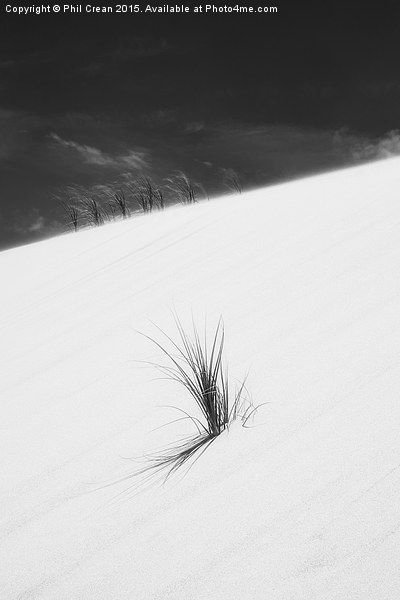  Sand dune and grass, New Zealand Picture Board by Phil Crean