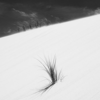 Buy canvas prints of  Sand dune and grass, New Zealand by Phil Crean