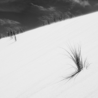 Buy canvas prints of  Sand dune and grass II by Phil Crean