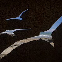 Buy canvas prints of Gannet  reverse silhouette cut out, Cape Kidnapper by Phil Crean