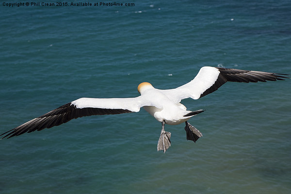  Hovering Gannet, Cape Kidnappers, New zealand Picture Board by Phil Crean