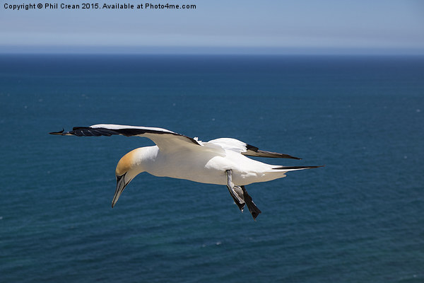  Hovering Gannet, Cape Kidnappers, New Zealand Picture Board by Phil Crean