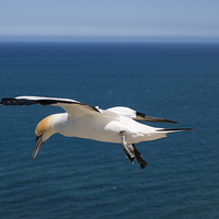 Buy canvas prints of  Hovering Gannet, Cape Kidnappers, New Zealand by Phil Crean