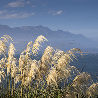 Buy canvas prints of  Austroderia grass, New Zealand by Phil Crean