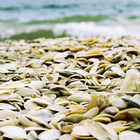 Buy canvas prints of  Seashells on Northland beach, New Zealand by Phil Crean