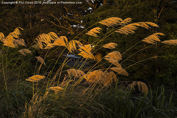  Austroderia grasses glowing in the last rays of t Picture Board by Phil Crean