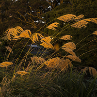 Buy canvas prints of  Austroderia grasses glowing in the last rays of t by Phil Crean