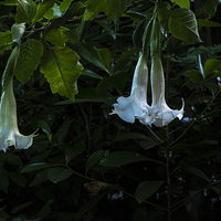Buy canvas prints of Glowing bell flowers in a garden in New Zealand by Phil Crean