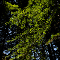 Buy canvas prints of  Giant redwood trees foliage, New Zealand by Phil Crean