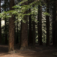 Buy canvas prints of  Redwood grove, Te Mata, New Zealand by Phil Crean