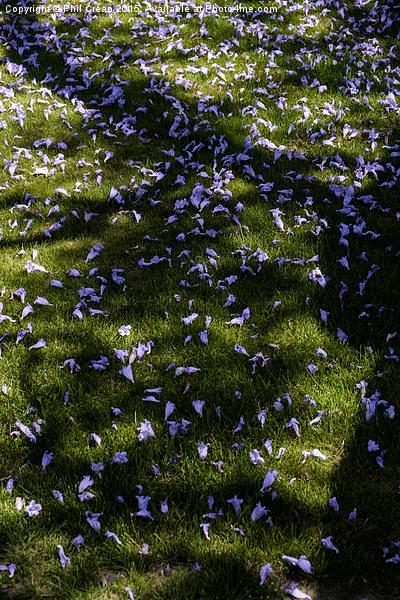  Jacaranda petals on grass, Tenerife Picture Board by Phil Crean