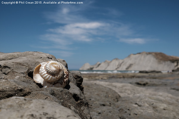 Shiny spiral shell, Cape Kidnappers, New Zealand Picture Board by Phil Crean