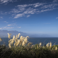 Buy canvas prints of  Austroderia grass in Kaikoura, New Zealand by Phil Crean