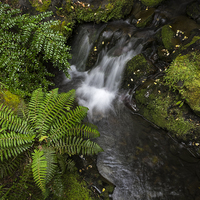 Buy canvas prints of  Fern and waterfall, New Zealand by Phil Crean