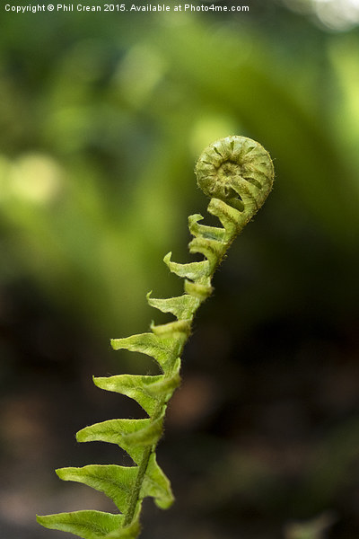 Uncurling fern leaf, New Zealand Picture Board by Phil Crean