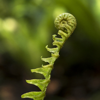 Buy canvas prints of Uncurling fern leaf, New Zealand by Phil Crean