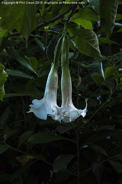 Bell flower, hanging flowers, New Zealand Picture Board by Phil Crean