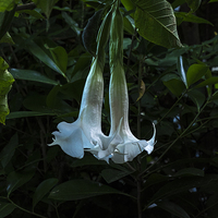 Buy canvas prints of Bell flower, hanging flowers, New Zealand by Phil Crean