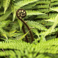 Buy canvas prints of  Crozier fern leaf uncurling, New Zealand by Phil Crean