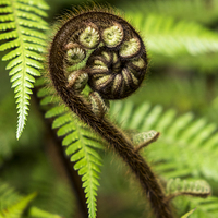 Buy canvas prints of   Crozier fern leaf uncurling by Phil Crean