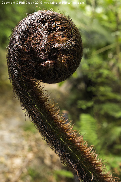  Fern crozier face. Picture Board by Phil Crean