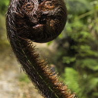 Buy canvas prints of  Fern crozier face. by Phil Crean