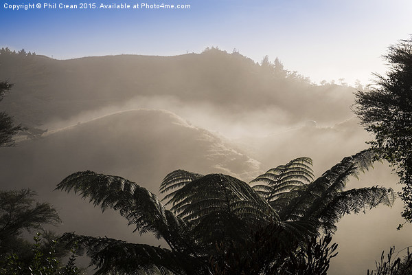  Misty morning fern tree, New Zealand Picture Board by Phil Crean