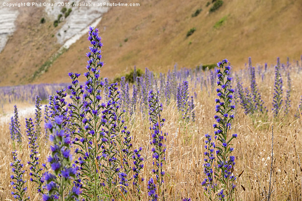 Purple flowers, New Zealand Picture Board by Phil Crean