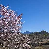 Buy canvas prints of Almond blossom. by Phil Crean