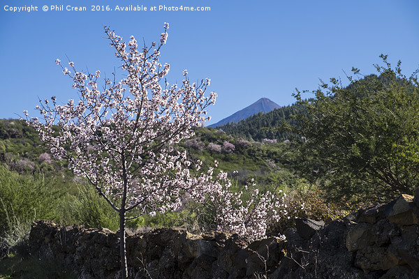 Almond blossom. Picture Board by Phil Crean