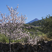 Buy canvas prints of Almond blossom. by Phil Crean