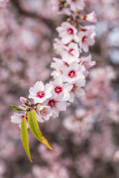 Almond blossom Picture Board by Phil Crean