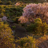 Buy canvas prints of Almond trees in blossom  by Phil Crean