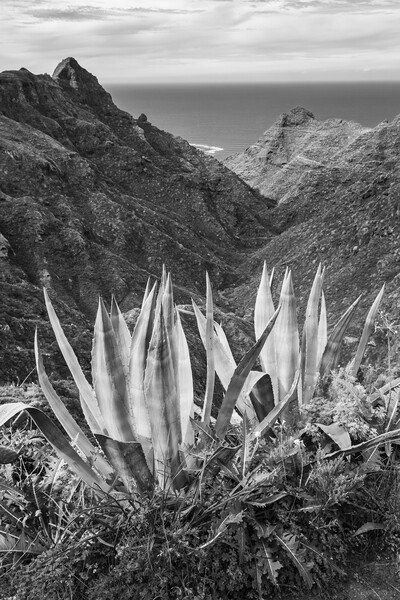 Black and white Agave cactus Picture Board by Phil Crean