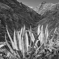 Buy canvas prints of Black and white Agave cactus by Phil Crean