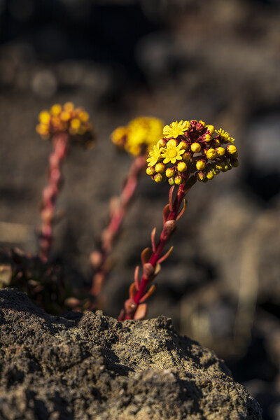 Yellow Aeonium Flower in lava field Picture Board by Phil Crean