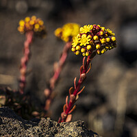 Buy canvas prints of Yellow Aeonium Flower in lava field by Phil Crean