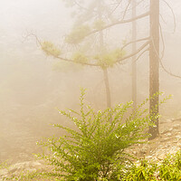 Buy canvas prints of Misty forest, Tenerife by Phil Crean