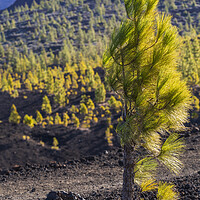 Buy canvas prints of Windswept Canarian pine by Phil Crean