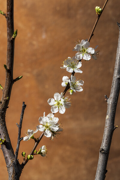 White almond flower Picture Board by Phil Crean