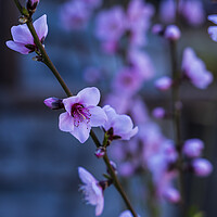 Buy canvas prints of Pink almond flower by Phil Crean