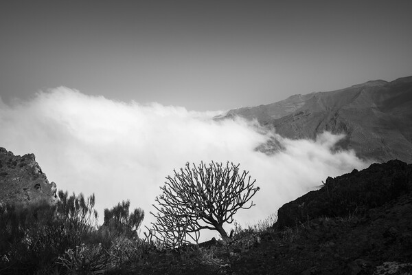 Cloud and shrub on mountain ridge Picture Board by Phil Crean