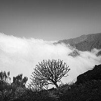 Buy canvas prints of Cloud and shrub on mountain ridge by Phil Crean