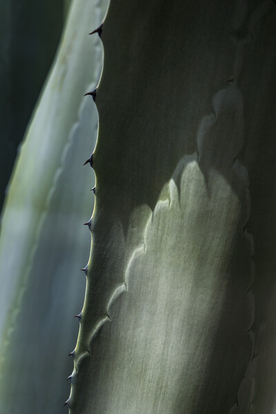 Agave cactus thorns Picture Board by Phil Crean