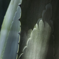 Buy canvas prints of Agave cactus thorns by Phil Crean