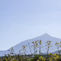 Buy canvas prints of Mount Teide and yellow anis flowers by Phil Crean