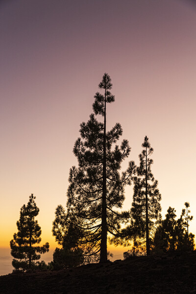 Canarian pines at sunset Picture Board by Phil Crean