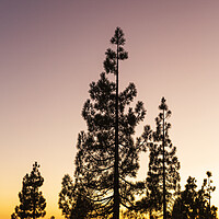 Buy canvas prints of Canarian pines at sunset by Phil Crean