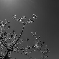 Buy canvas prints of Backlit seed head by Phil Crean